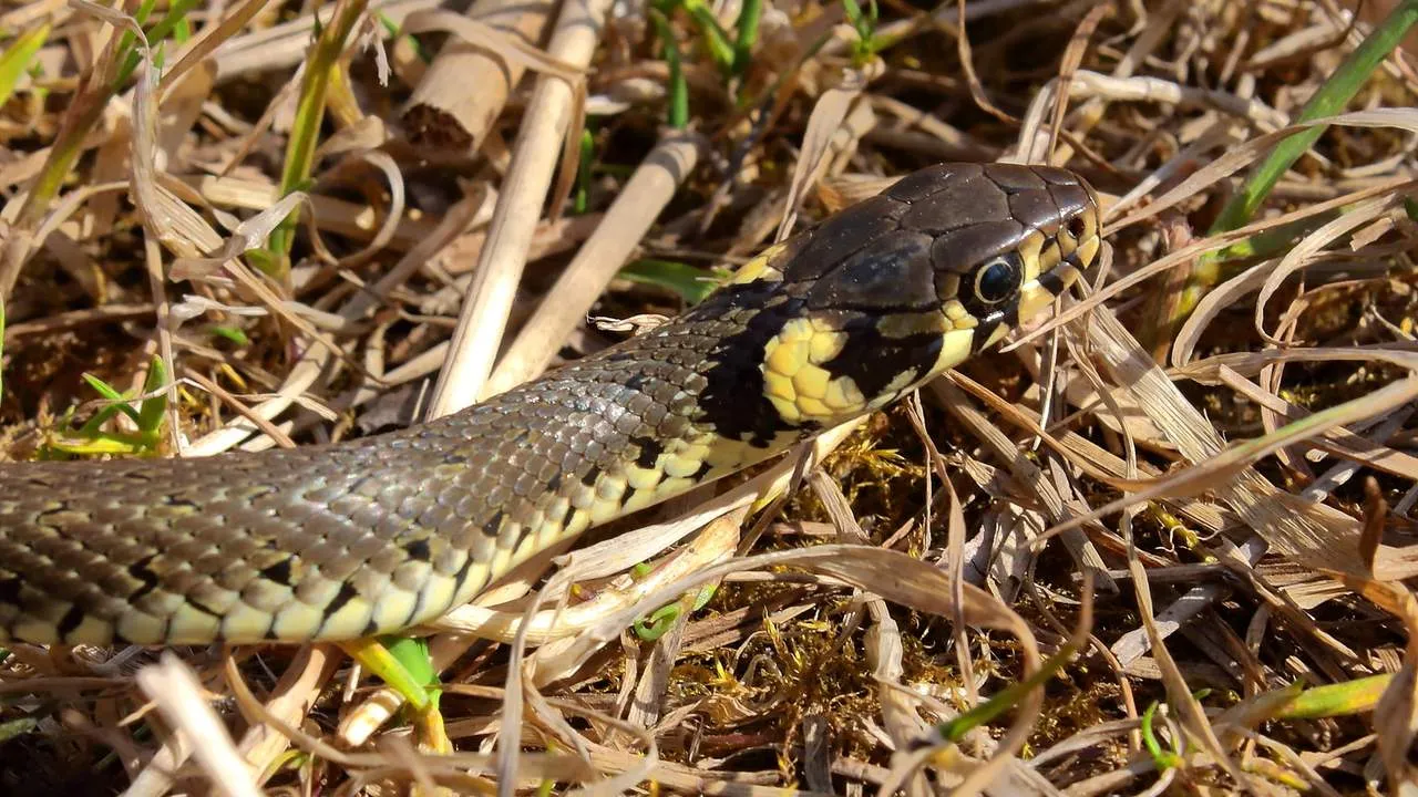 Skuteczne metody, jak pozbyć się żmij z ogrodu i chronić swoje bezpieczeństwo