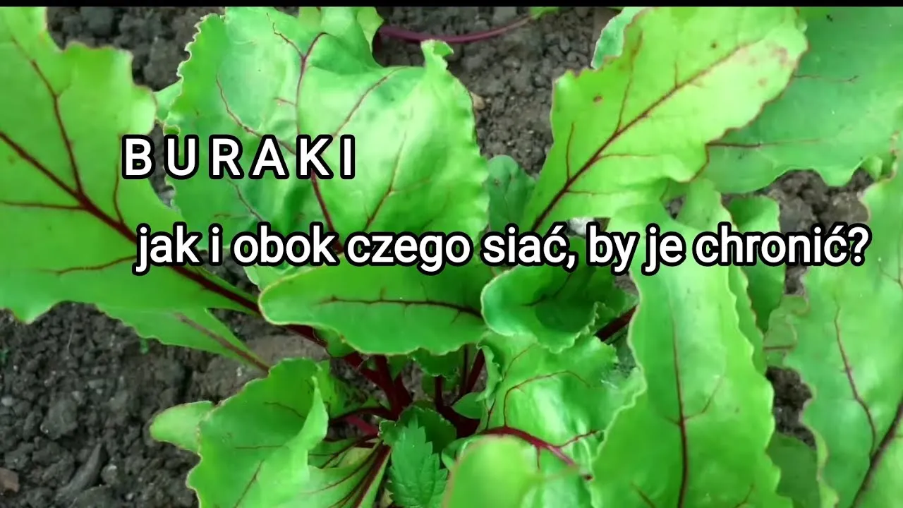 Co siać po burakach cukrowych? Uniknij błędów, zwiększ zysk!