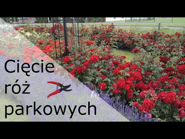 Jak przycinać róże parkowe? Poradnik krok po kroku