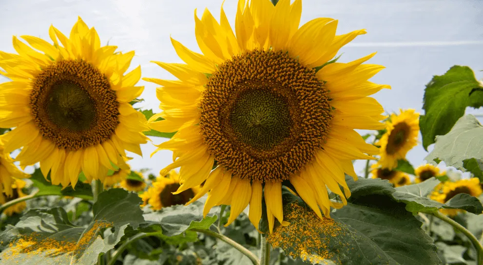 Słoneczniki w Polsce: Kiedy kwitną i kiedy zbierać plony?