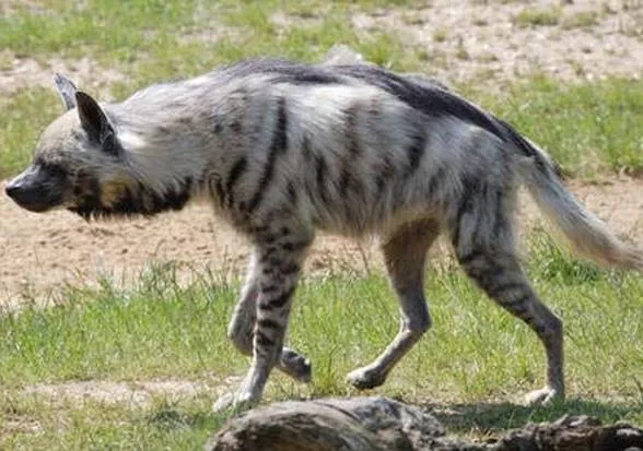 Hiena czym się żywi: zaskakujące fakty o diecie tych drapieżników