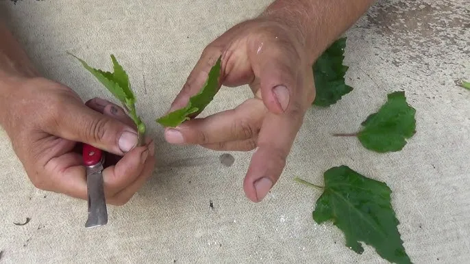 Jak rozmnożyć hibiskus ogrodowy? Sadzonki i nasiona krok po kroku