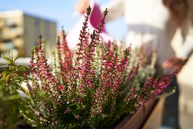 Jak przycinać wrzosy po zimie, aby uniknąć błędów i wspierać wzrost