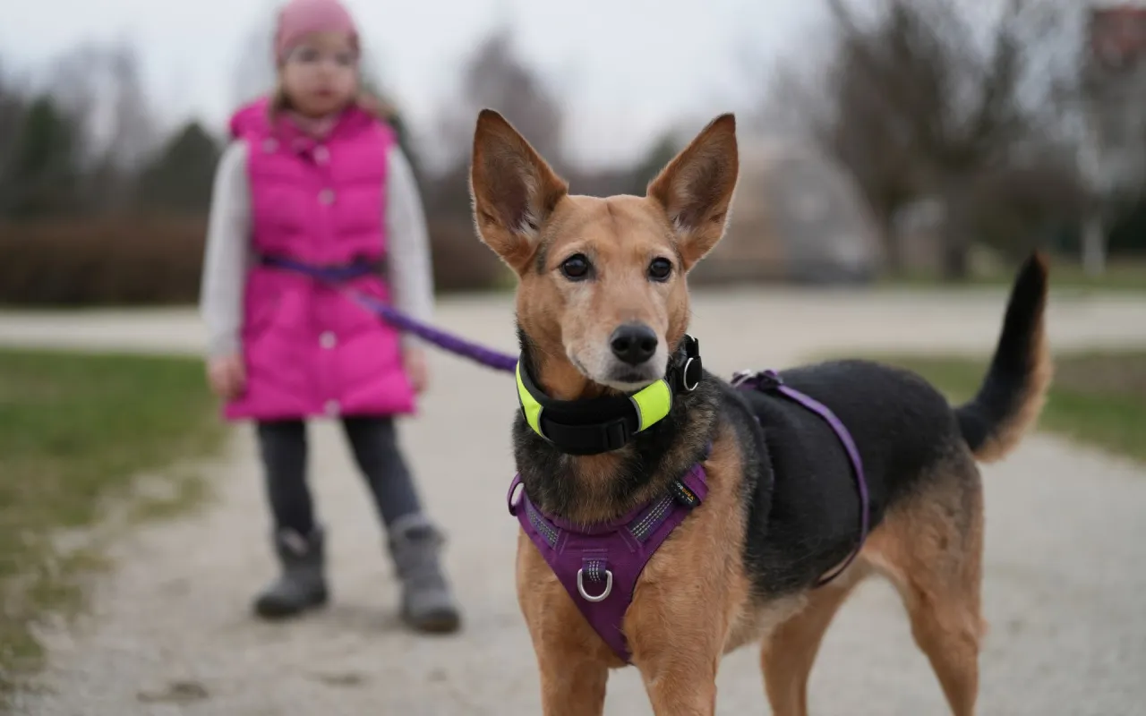 O której ostatni spacer z psem, aby uniknąć problemów przed snem?