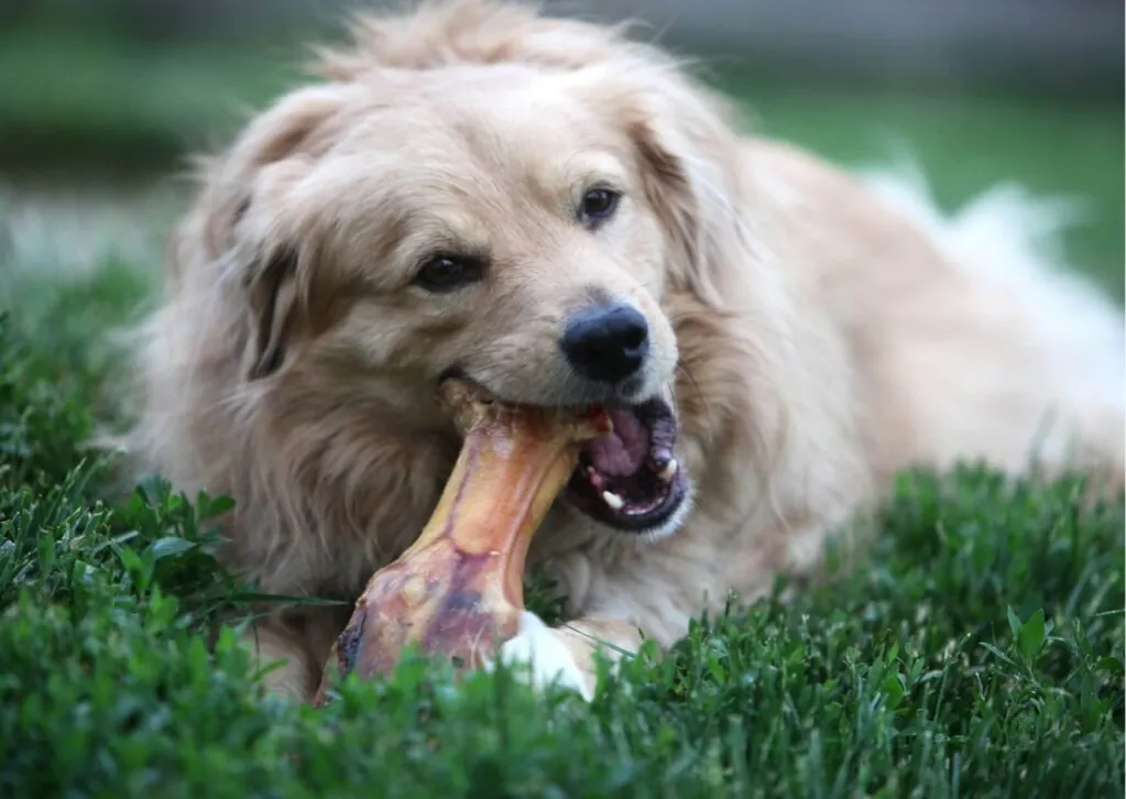 Czy pies może jeść kości z kurczaka? Unikaj niebezpieczeństw dla zdrowia