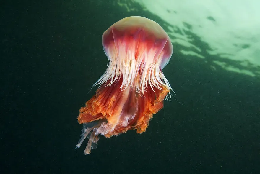 Czy meduzy w Bałtyku parzą? Sprawdź, które są groźne dla ludzi