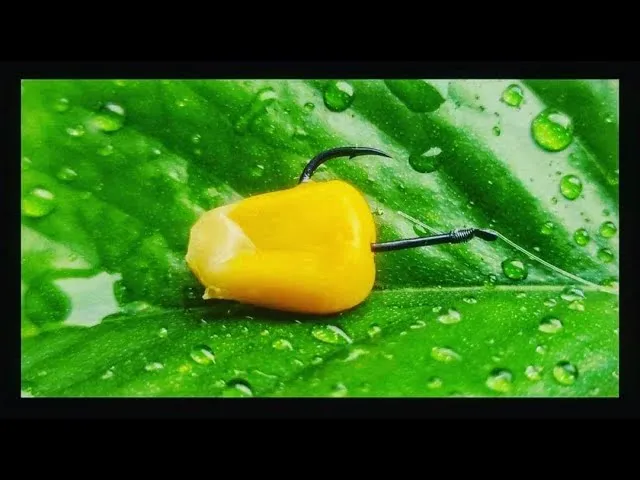 Jak zakładać kukurydzę na haczyk? Skuteczne metody i porady