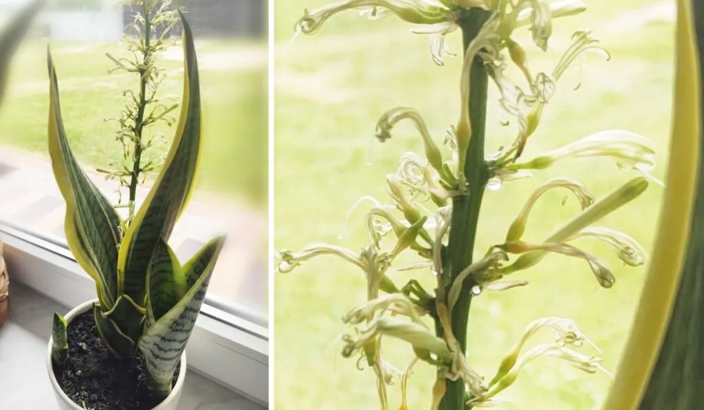 Dlaczego sansewieria kwitnie? Odkryj sekrety jej kwitnienia w domu