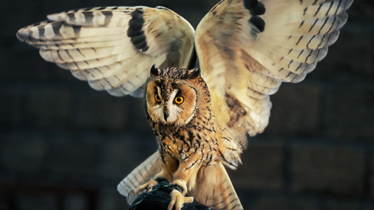 Wisiorek sowa znaczenie - odkryj jego głęboką symbolikę i moc