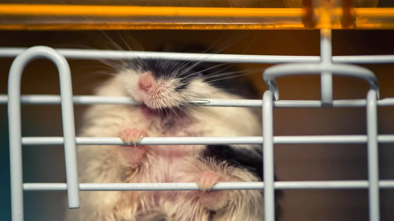 Chomik gryzie klatkę? Poznaj przyczyny i skuteczne rozwiązania