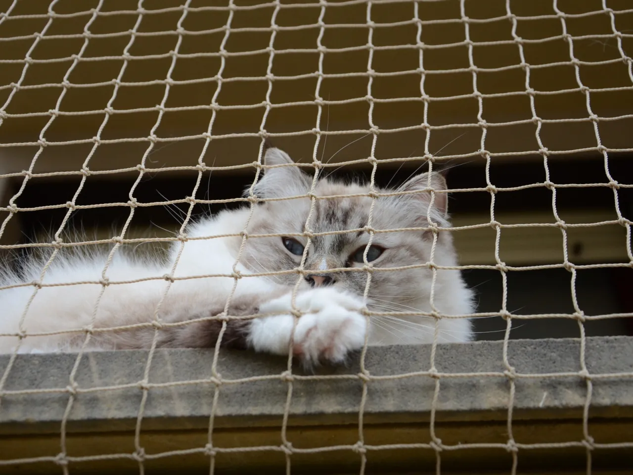 Jak zamontować siatkę na okno dla kota – uniknij błędów i zyskaj bezpieczeństwo