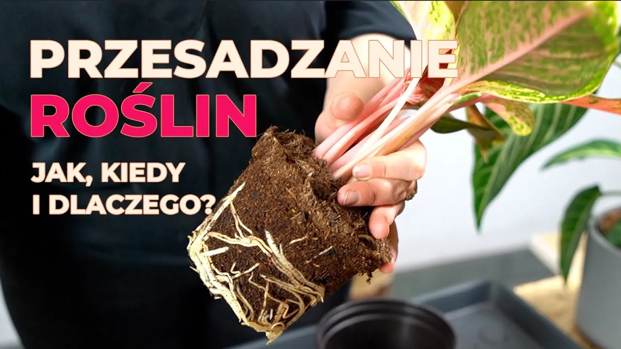 Czy przesadzać kwiaty po zakupie? Oto, co musisz wiedzieć, by uniknąć problemów