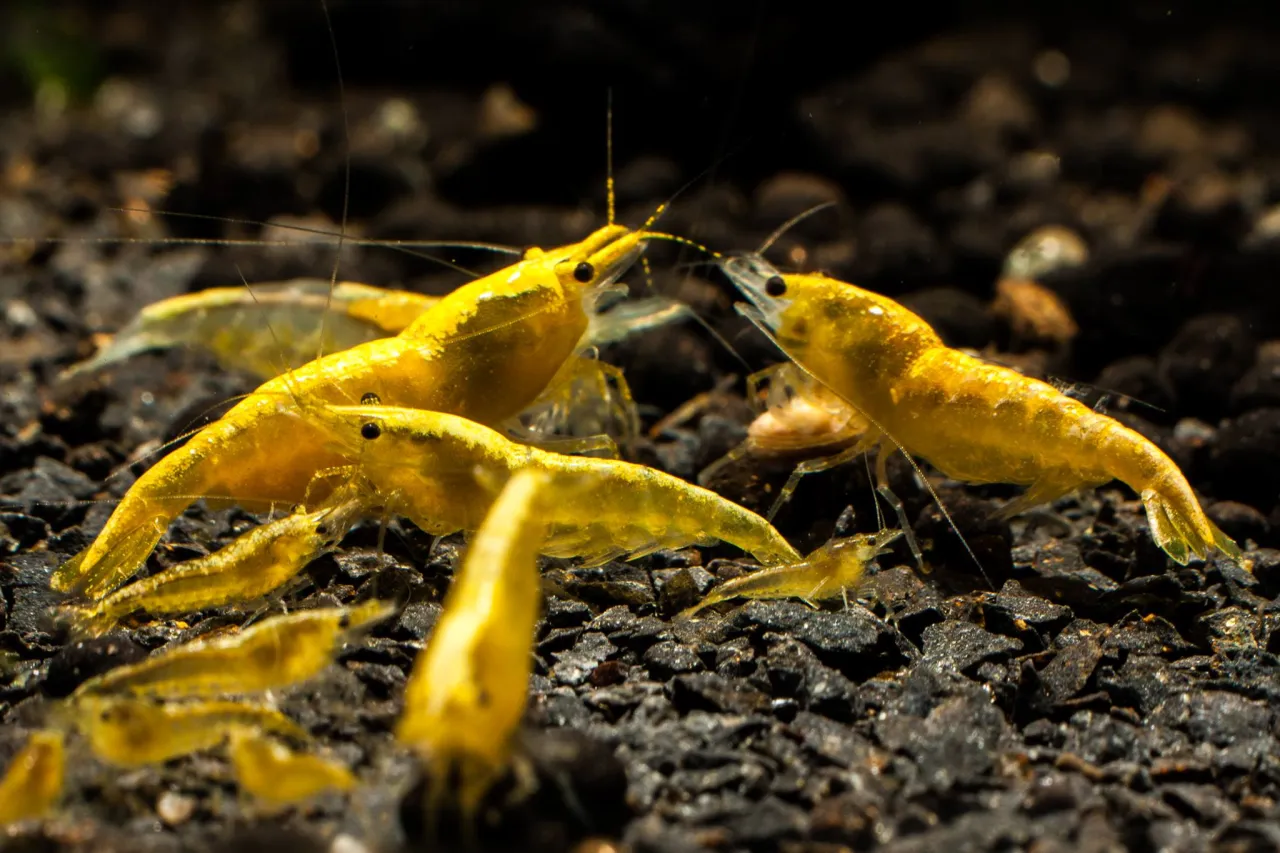 Jak rozmnażają się krewetki akwariowe? Kompletny przewodnik