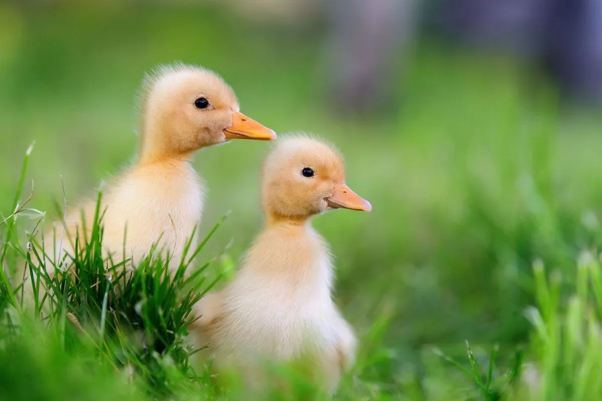 Test Brzydkie Kaczątko - Sprawdź Naszą Opinię