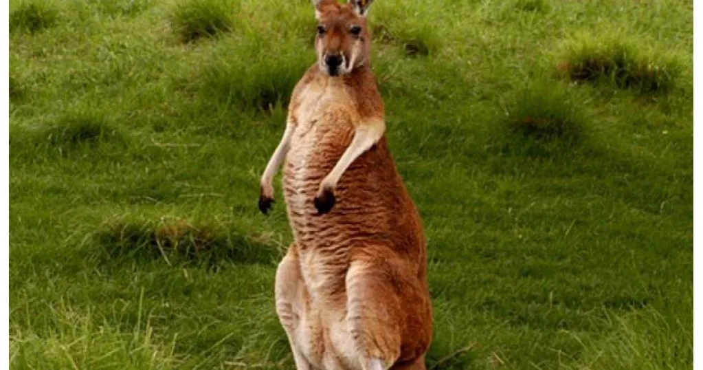 Jak rozmnażają się kangury? Zaskakujące fakty o ich rozmnażaniu