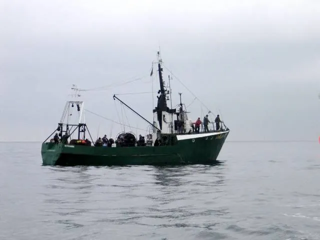 Kiedy można łowić dorsza na Bałtyku? Sprawdź ważne przepisy i terminy