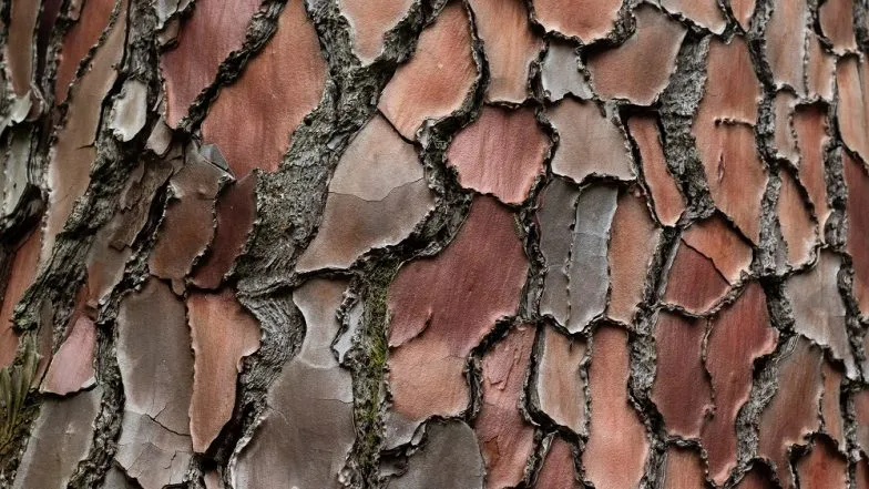 Skutki uboczne pycnogenolu: co musisz wiedzieć przed suplementacją