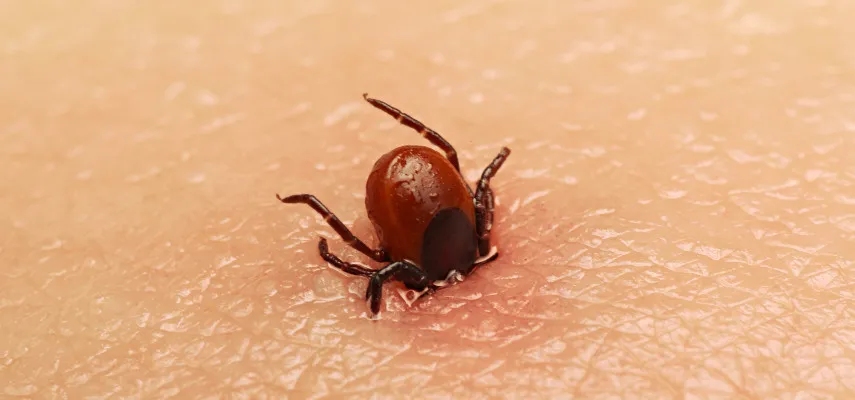 Cómo se mueren las garrapatas: métodos efectivos para eliminarlas