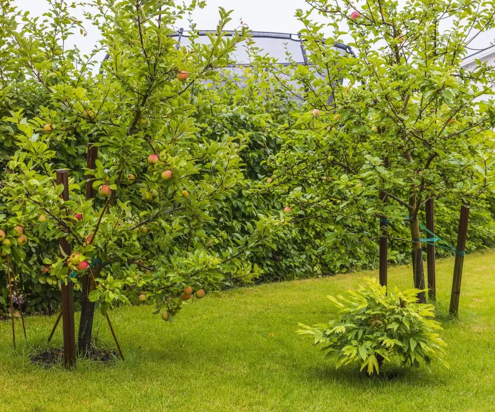 Jak skutecznie używać kotew do sadu, aby chronić drzewa i krzewy