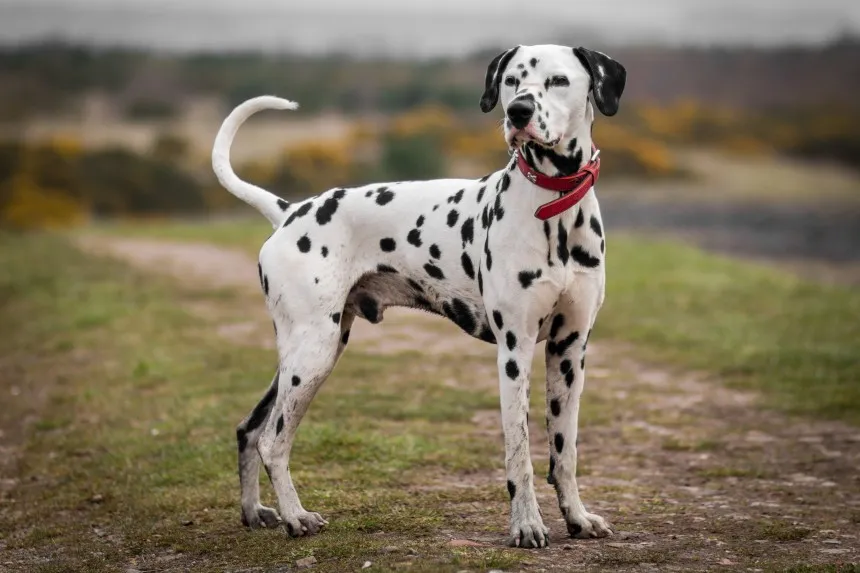 Jak zrobić strój dalmatyńczyka dla dziecka - proste kroki i porady