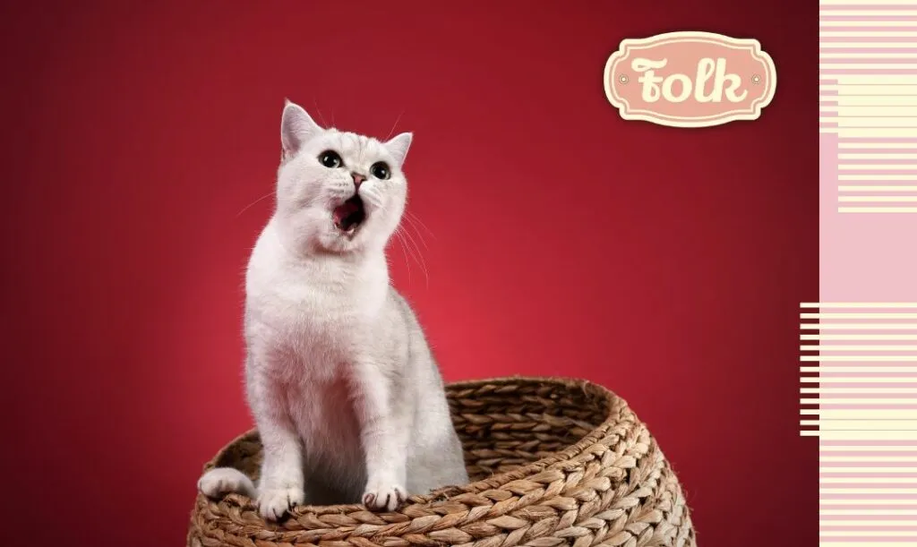 Ile dni trwa ruja u kotki? Zaskakujące fakty o jej długości