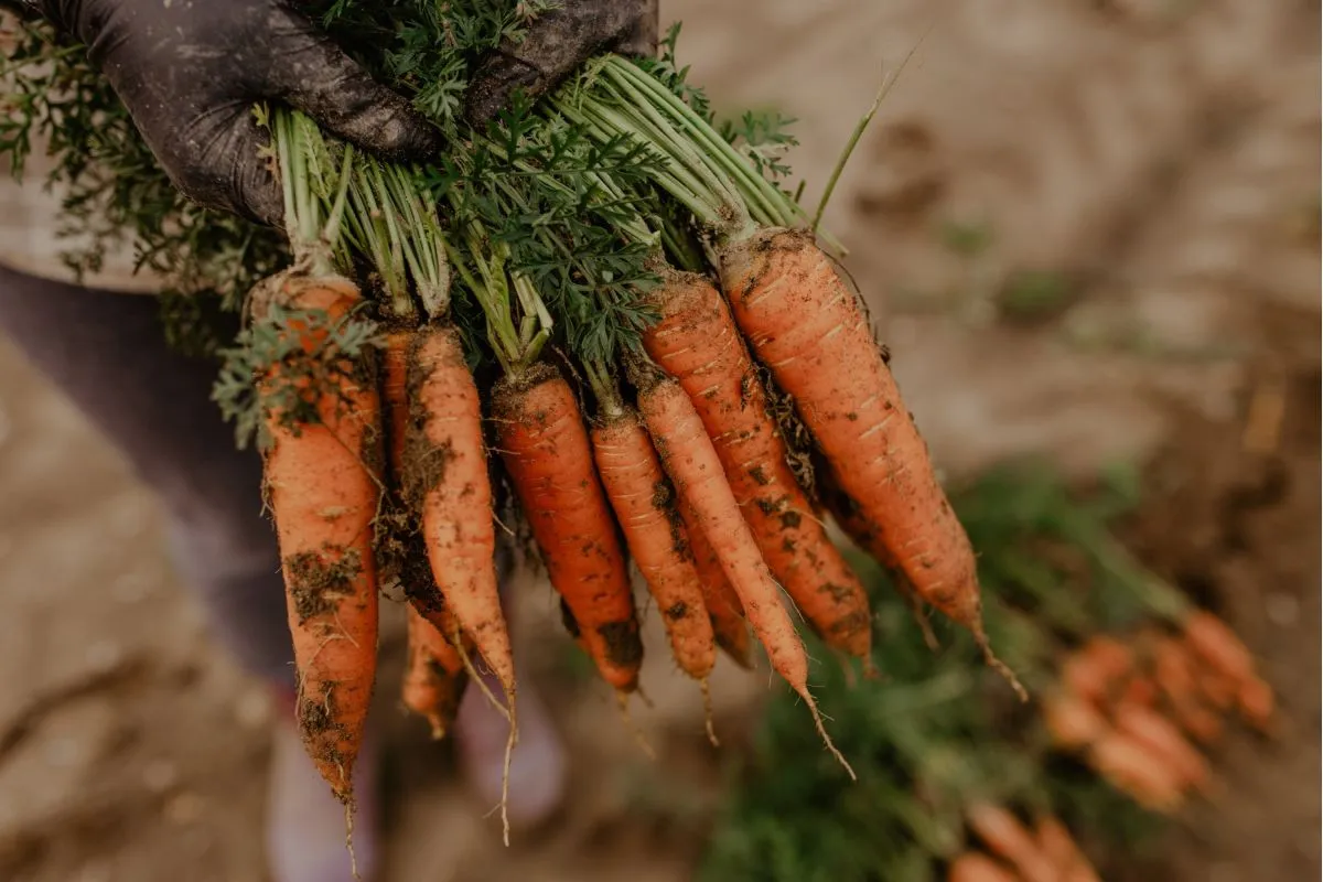 Marchewka: Kiedy siać, by mieć obfite plony od wiosny do zimy?