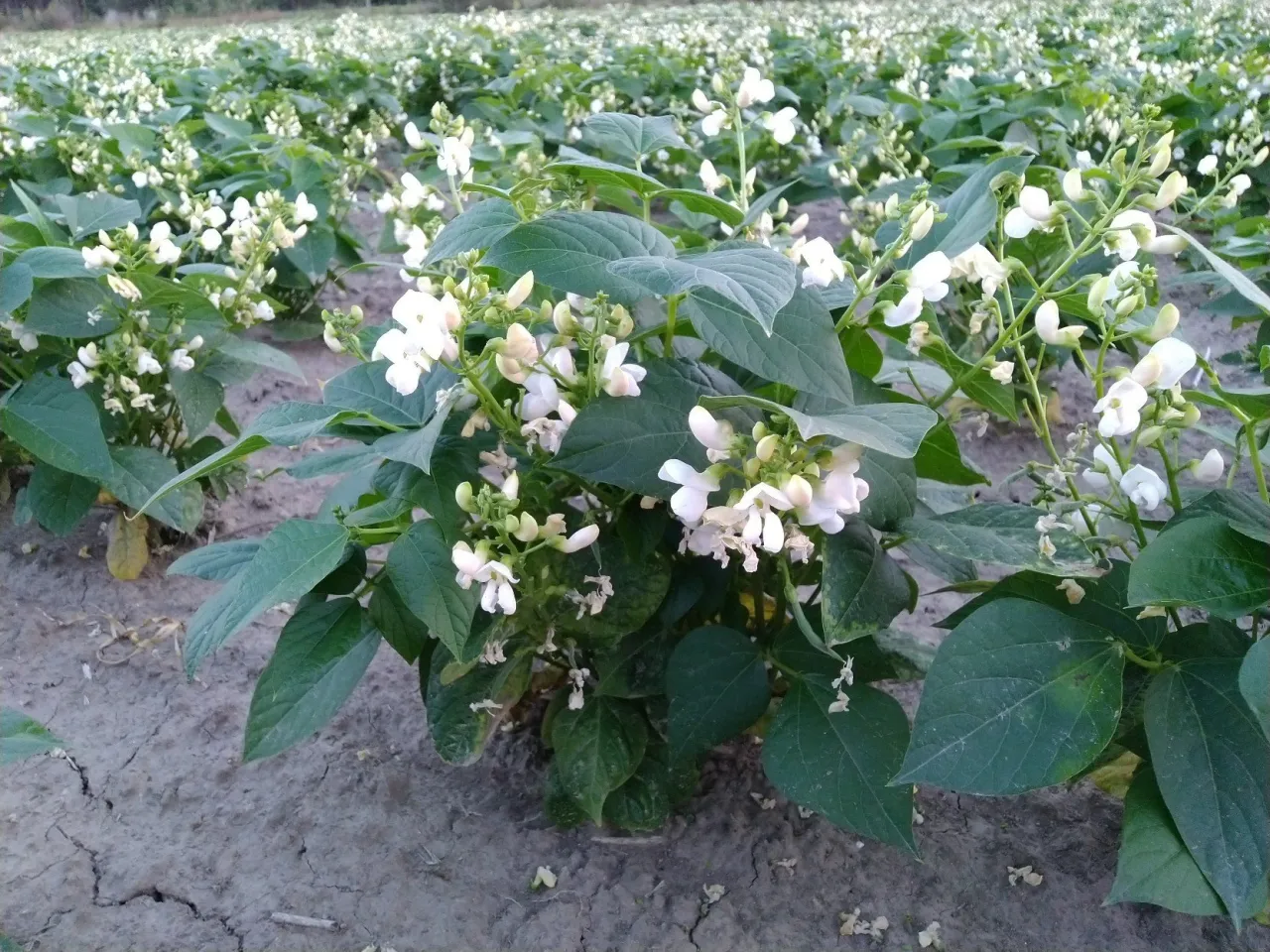 Jak kwitnie fasola i co zrobić, aby uzyskać obfite kwitnienie