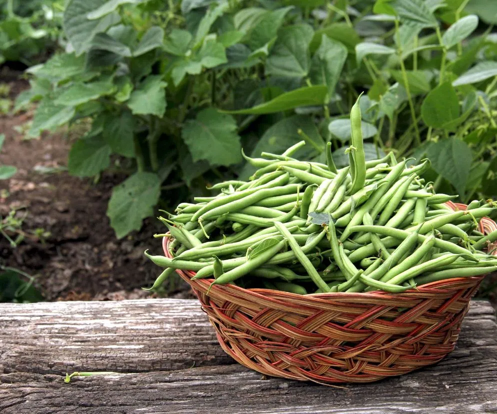 Fasolka szparagowa: Kiedy kupić najtaniej i wybrać najlepszą?