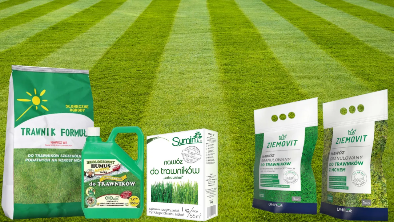 Jaki nawóz do trawy? Ekspert radzi: trawnik zielony przez cały rok
