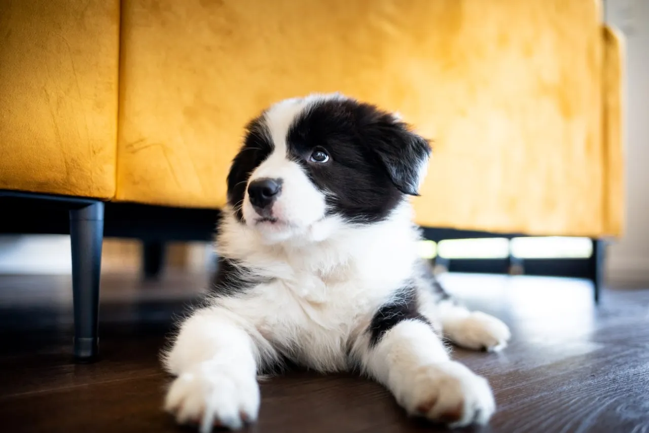 Kiedy szczeniak zmienia sierść? Sprawdź, kiedy i jak mu pomóc