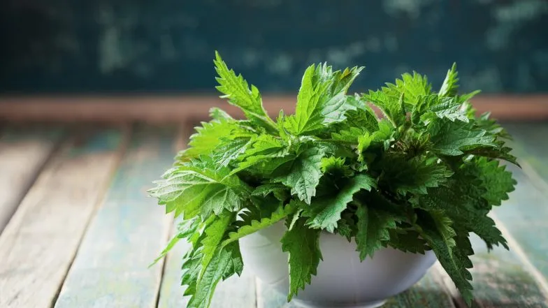 Torbiele nerek - naturalne leczenie ziołami