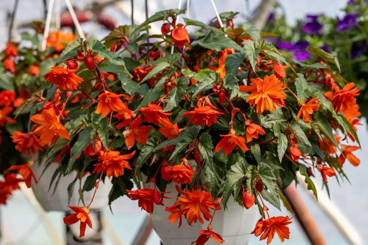 Begonia na balkon: Jak uprawiać piękne kwiaty w doniczce