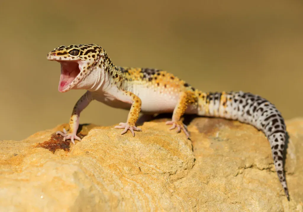 Co je gekon? Poznaj tajemnice gekona lamparciego i jego pielęgnacji