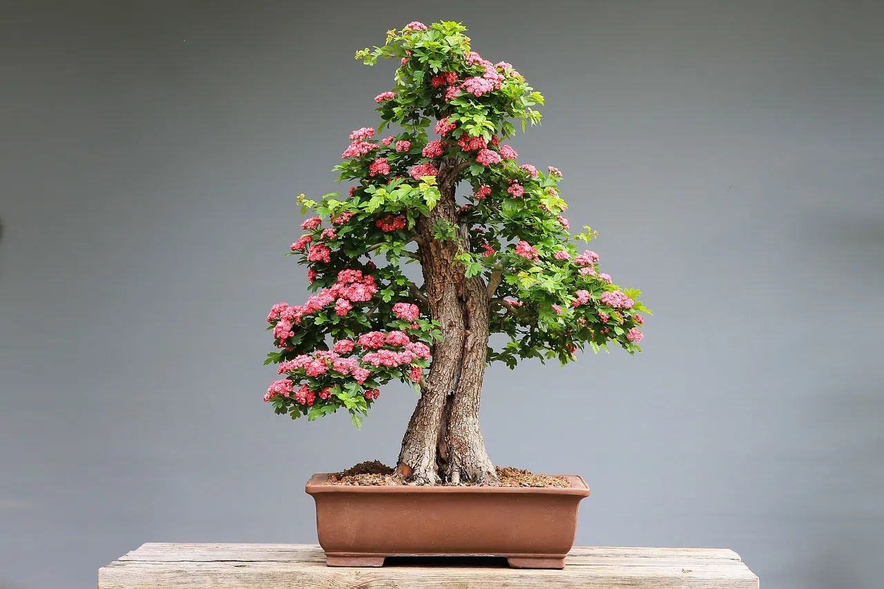 Jak przycinać bonsai? Praktyczny przewodnik krok po kroku
