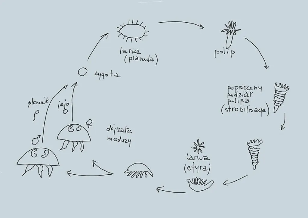Jak się rozmnażają meduzy - zaskakujący cykl życia i reprodukcja