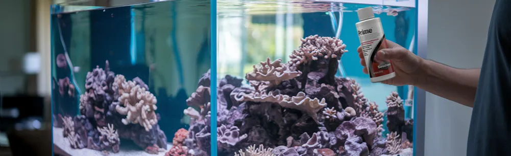 Jak założyć akwarium morskie: 5 kroków dla początkujących