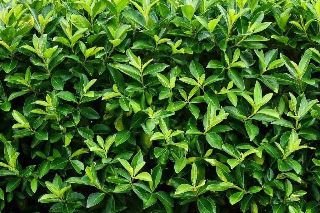 Co zamiast tui? Oto najlepsze rośliny do Twojego ogrodu