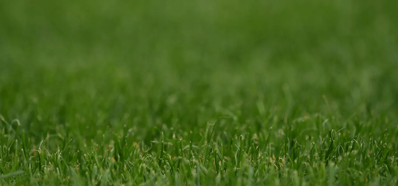  Zakładanie trawnika cena za m2. Ile kosztuje założenie trawnika?