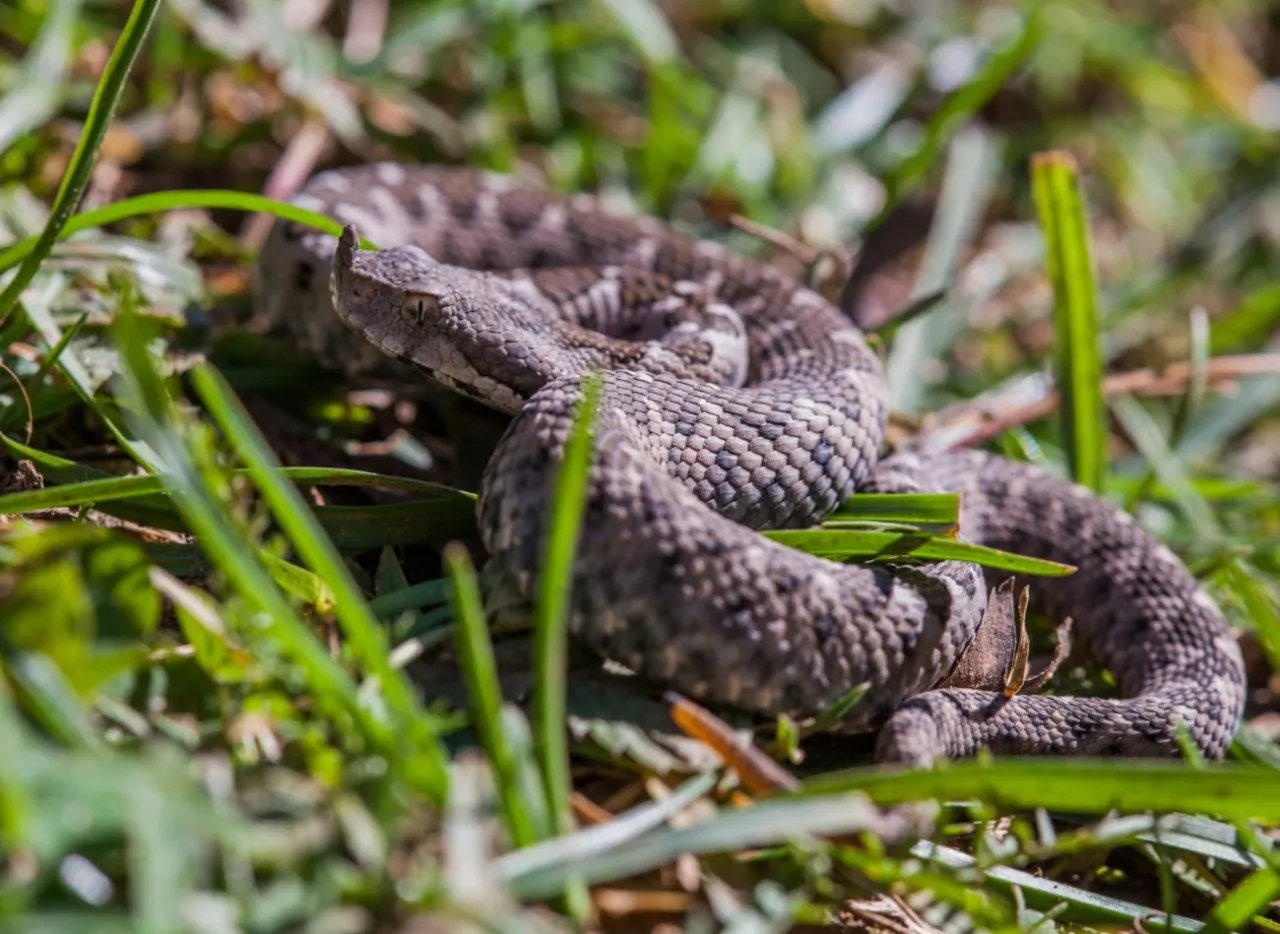 Jak bezpiecznie pozbyć się zmiji z ogrodu? Skuteczne sposoby odstraszania węży