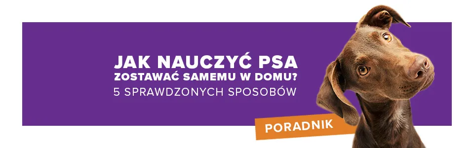 Jak nauczyć szczeniaka zostawać samemu? Sprawdzony plan!