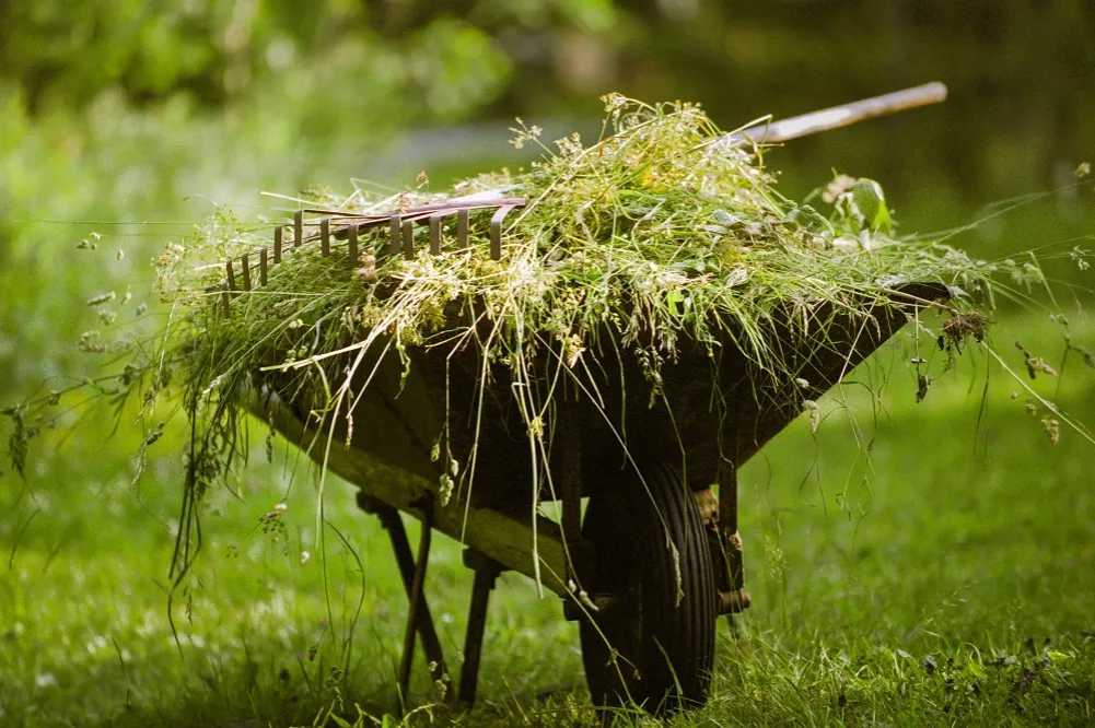 Chwast trudny do wytępienia? Poznaj 5 wrogów i skuteczne metody!