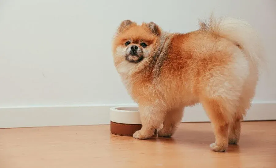 Czy pies może jeść ciepłe jedzenie? Bezpieczne temperatury dla psa