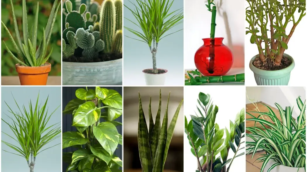 Rośliny doniczkowe w kuchni: które wybrać i jak o nie dbać?