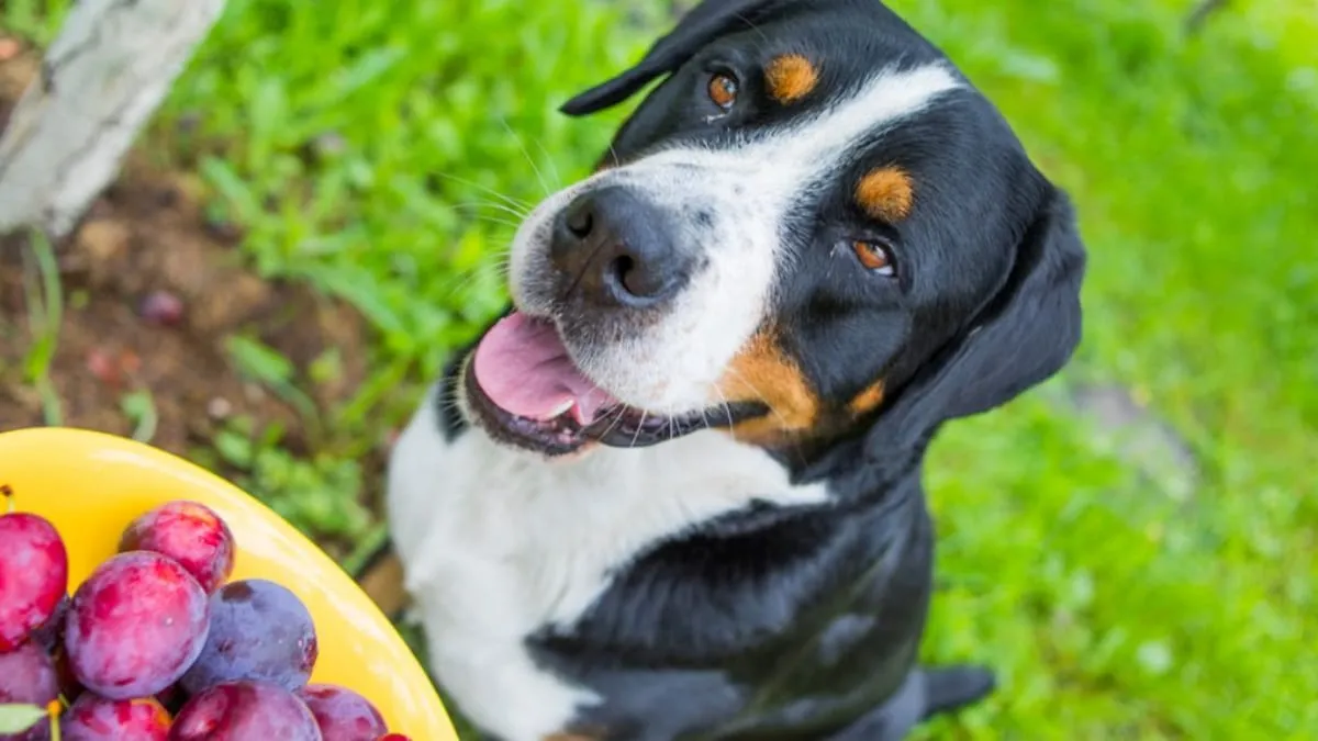Czy pies może jeść suszone śliwki? Dowiedz się, jakie są zagrożenia
