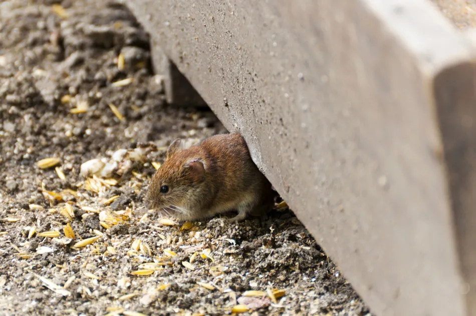 Jak skutecznie zabezpieczyć elewację przed myszami i uniknąć problemów z gryzoniami