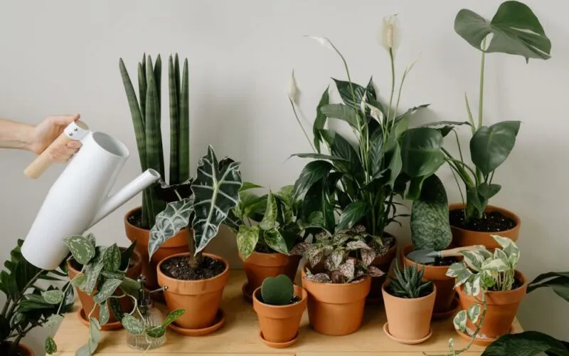 Pielęgnacja kwiatów ogrodowych: Praktyczny poradnik krok po kroku