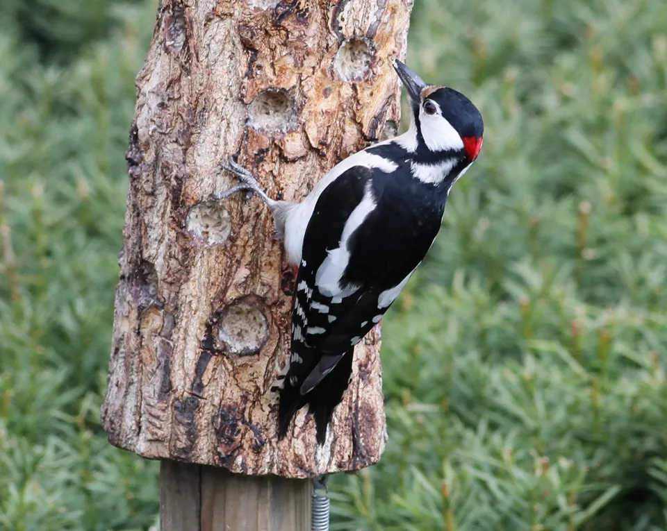 Czym dzięcioł żywi się zimą? Odkryj zaskakujące pokarmy!