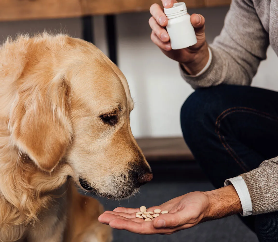 Jak podawać psu tabletki na odrobaczanie bez stresu i problemów