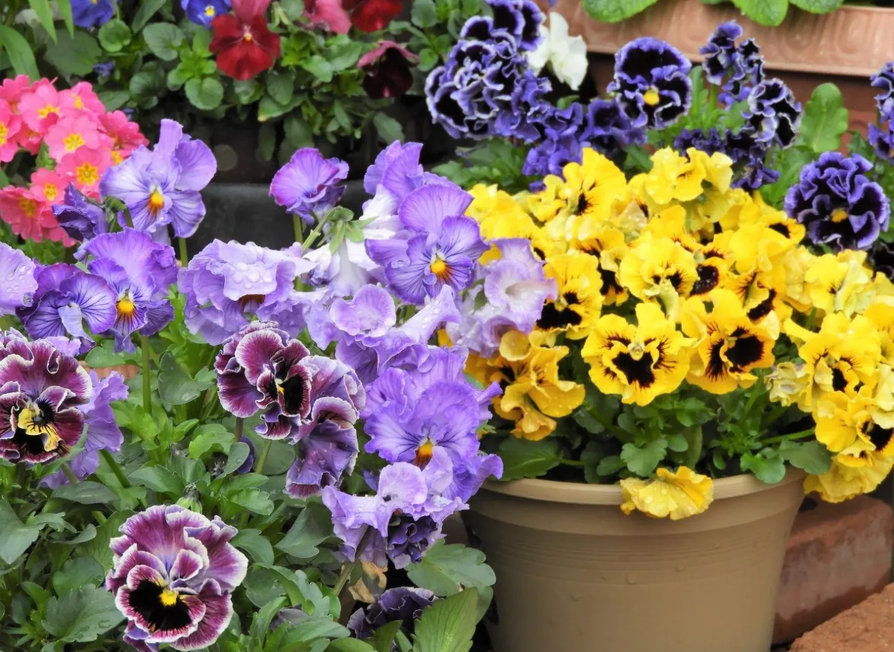 Jaki nawóz do bratków? Klucz do bujnego kwitnienia i zdrowia!