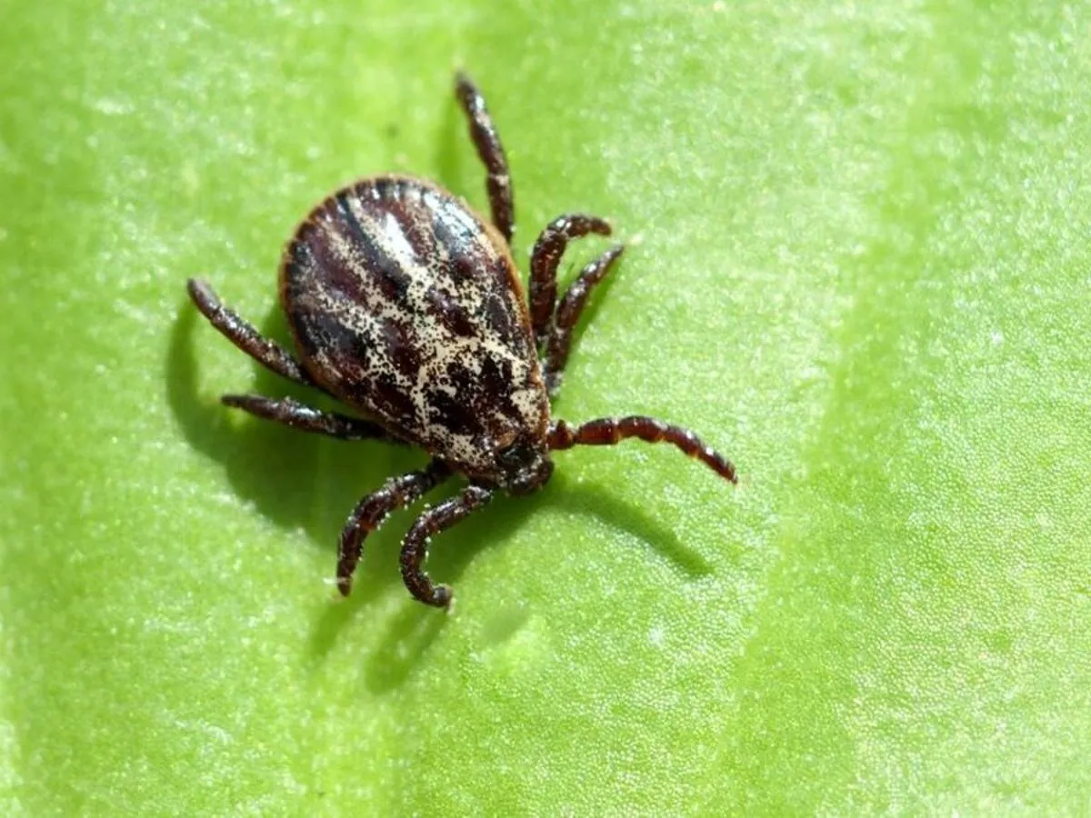 Kleszcz pospolity czy łąkowy? Który groźniejszy, jak się chronić? Kleszcz pospolity czy łąkowy? Który groźniejszy, jak się chronić?